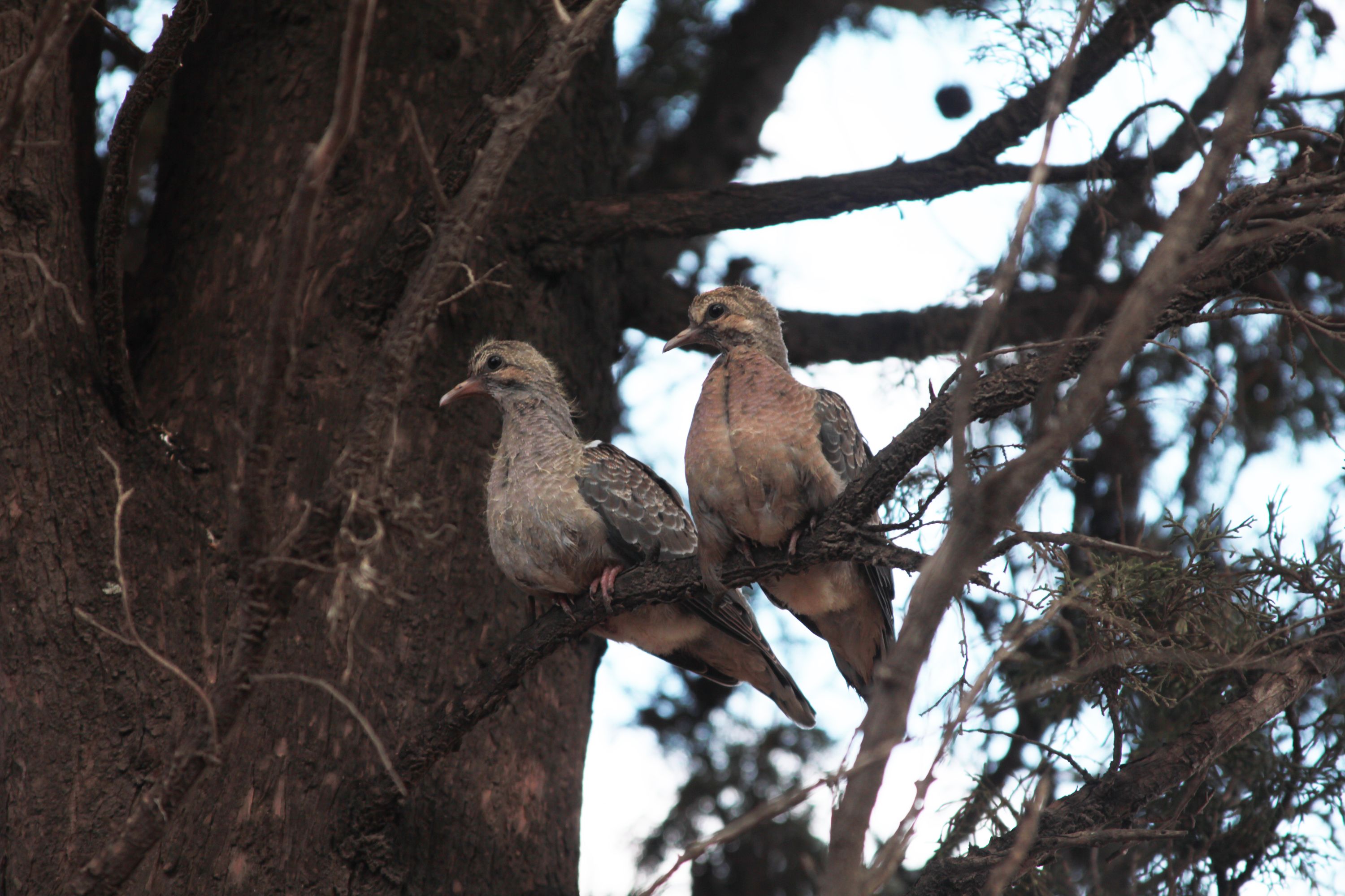 2 Palomas